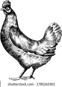 Hand drawn monochrome ink vector illustration of chickens.