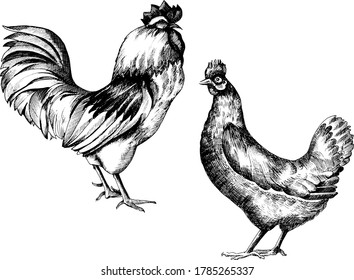 Hand drawn monochrome ink vector illustration of chickens.