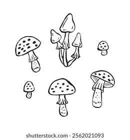 Hand drawn monochrome inky sketch style amanita mushrooms set. Poisonous fungy black and white doodles bundle