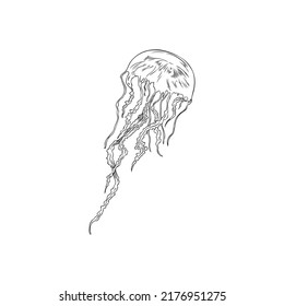 Hand drawn monochrome jellyfish sketch style, vector illustration isolated on white background. Marine mammal, underwater wildlife, black outline decorative design element