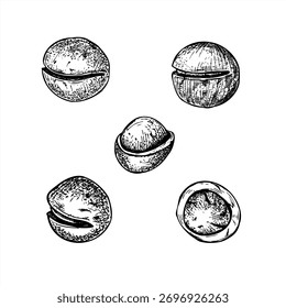 Hand drawn monochrome macadamia nuts clip art vector illustration painted by black inks. Healthy nuts in shell etching drawing set. Raw food for packaging, cookbooks, health blogs, website design.