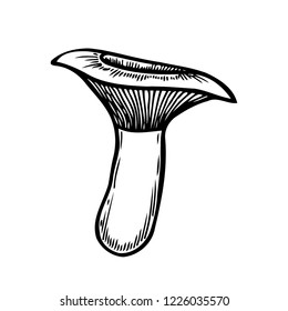 Hand drawn monochrome mushroom vector colorful sketch. Collection of different mushrooms with roots, real edible and poisonous boletus