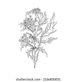 Hand drawn monochrome mustard plant sketch style, vector illustration isolated on white background. Little flowers on stem with leaves, culinary ingredient, design element