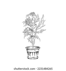 Hand drawn monochrome mustard plant in pot sketch style, vector illustration isolated on white background. Natural organic herb, black outline decorative design element, spice