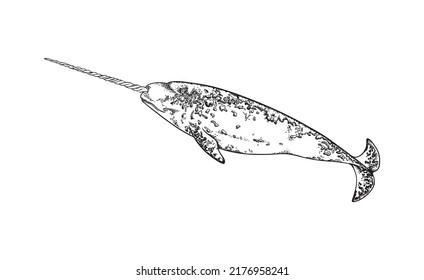 Hand drawn monochrome narwhal sketch style, vector illustration isolated on white background. Black outline design element, marine manual, underwater inhabitant