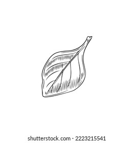 Hand drawn monochrome oregano leaf closeup sketch style, vector illustration isolated on white background. Black outline natural organic plant, decorative design element