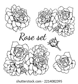 Hand Drawn Monochrome Pink Flowers. Rose Outline, Rose Bud Line Drawing, Flower Line Drawing, Rose Outline Black And White Vector Set