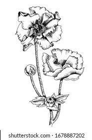 Hand drawn monochrome poppy flowers illustration.