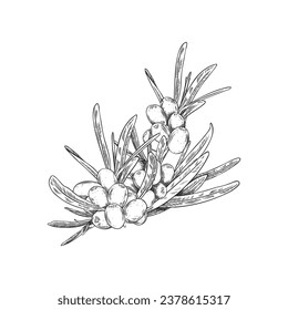 Hand drawn monochrome sea buckthorn twig sketch style, vector illustration isolated on white background. Decorative design element, berries and leaves, organic product