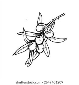 Mão desenhada monocromática mar buckthorn ramo com bagas e folhas vetor ilustração. Sallow báltico espinho linha arte para embalagem de cosméticos orgânicos, rótulo de chá de ervas, suplemento de vitamina.