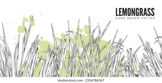 Hand drawn monochrome seamless border with lemongrass plant sketch style, vector illustration on white background. Decorative design element, natural tasty food product, organic plant