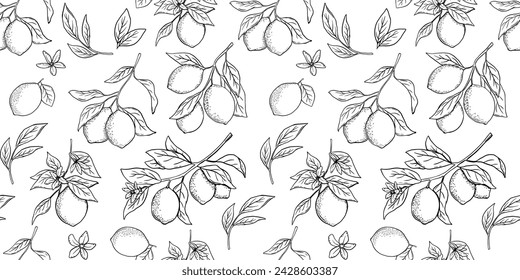 Dibujado a mano monocromo sin patrón con limón grabado o lima, rama de árbol en estilo grabado. Vector blanco y negro repetir fondo