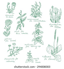 Hand drawn monochrome set of different medicinal herbs isolated on white. It can be used as an informational image and in all kinds of herbal medicine production. 