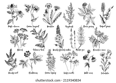 Hand drawn monochrome set of healing herbs