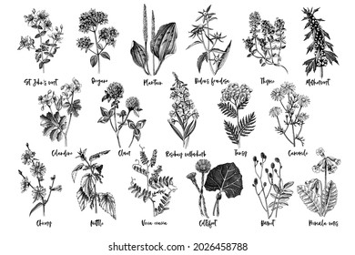 Hand drawn monochrome set of medicinal herbs