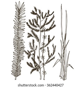 Hand drawn monochrome set of some greenery which can be used in cooking. Food industry, printed production, textile, decoration of special rooms for cooking and preparing food. Catering service.