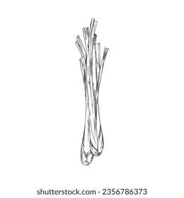 Handgezeichnete monochrome Stiele aus Limongras-Skizze, Vektorgrafik einzeln auf weißem Hintergrund. Dekorative Gestaltungselemente, natürliche, leckere Lebensmittel, ökologische Pflanze