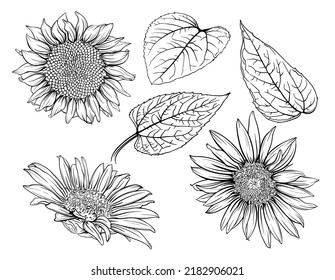 Hand drawn monochrome sunflowers. Sunflower Outline, Sunflower Line Art, Floral Line Drawing, black and white sunflowers vector illustration