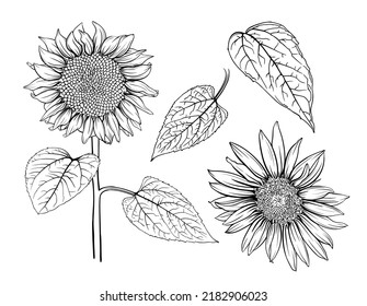 Hand drawn monochrome sunflowers. Sunflower Outline, Sunflower Line Art, Floral Line Drawing, black and white sunflowers vector illustration