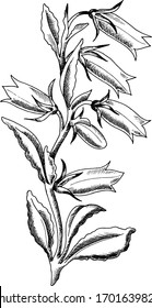Hand drawn monochrome vector campanula illustration.