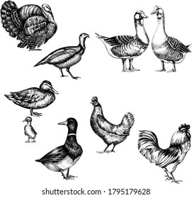 Ilustración de aves portadoras monocromáticas dibujadas a mano.