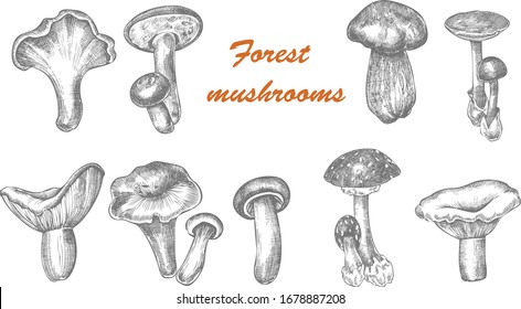 Hand drawn monochrome vector forest mushroome illustration 