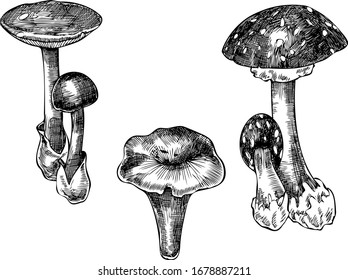 Handgezeichnete monochrome Vektorillustration Waldmuskelgrafik.