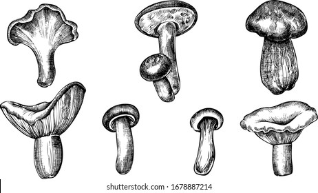 Hand drawn monochrome vector forest mushroome illustration 