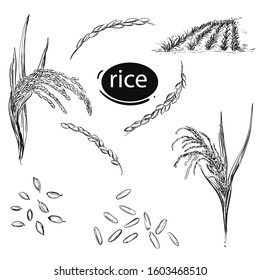 Hand drawn monochrome vector illustration of rice plant, leaf, gran, field. 