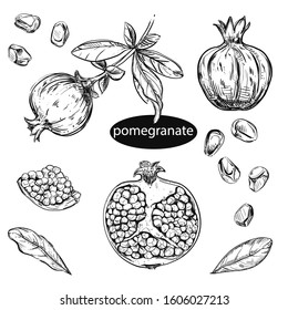 Hand drawn monochrome vector illustration branch of pomegranate, leaf, grain. Isolated seeds, fruit garnet. 