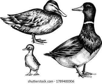 Hand drawn monochrome vector illustration of ducks.