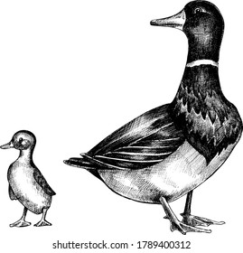 Hand drawn monochrome vector illustration of ducks.