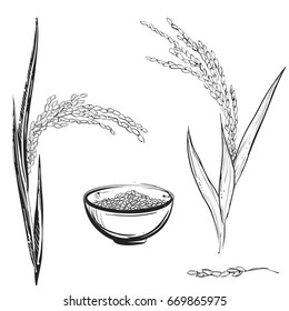 Ilustración vectorial monocromática dibujada a mano de la planta de arroz, grano, taza. Vector EPS 8.