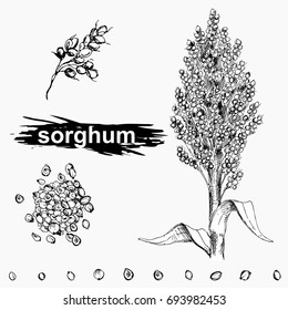 Hand drawn monochrome vector illustration set of sweet sorghum, grain, branch. sketch. Vector eps 8.