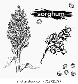 Hand drawn monochrome vector illustration set of sweet sorghum, grain, branch. sketch. Vector eps 8.