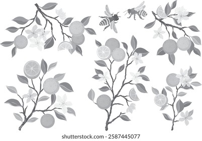 Hand drawn monochrome vector oranges set. Collection of brunches and flowers, cut tangerines, branches, leaves on white background. Fresh juicy citrus fruit clip art.