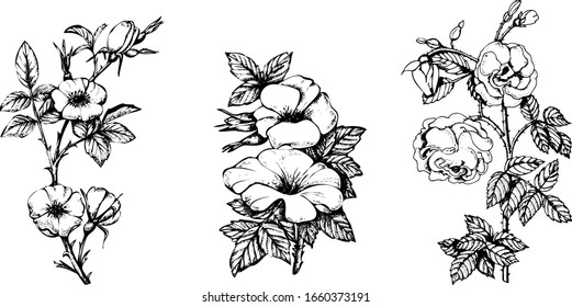 Hand drawn monochrome vectorroses set illustration.