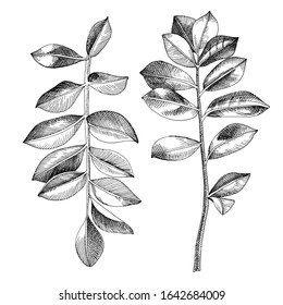 モノトーン 植物 のイラスト素材 画像 ベクター画像 Shutterstock