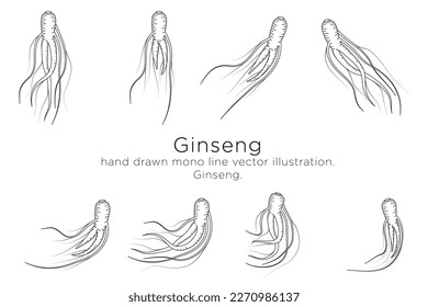 hand drawn monoline vector illustration.
ginseng sketch.