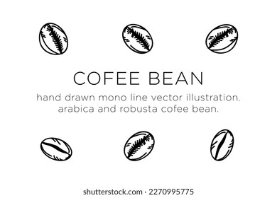 hand drawn monoline vector illustration.
arabica and robusta cofee bean.