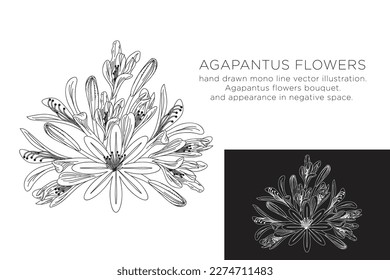 hand drawn monoline vector illustration.
argapantus flowers.
with appearance in negative space. svg
