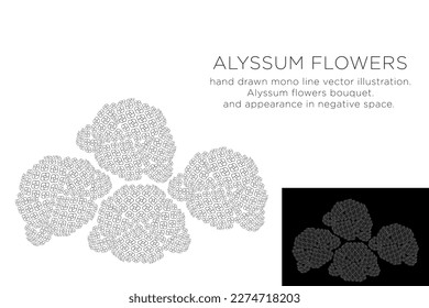 hand drawn monoline vector illustration.
alyssum flowers.
with appearance in negative space.