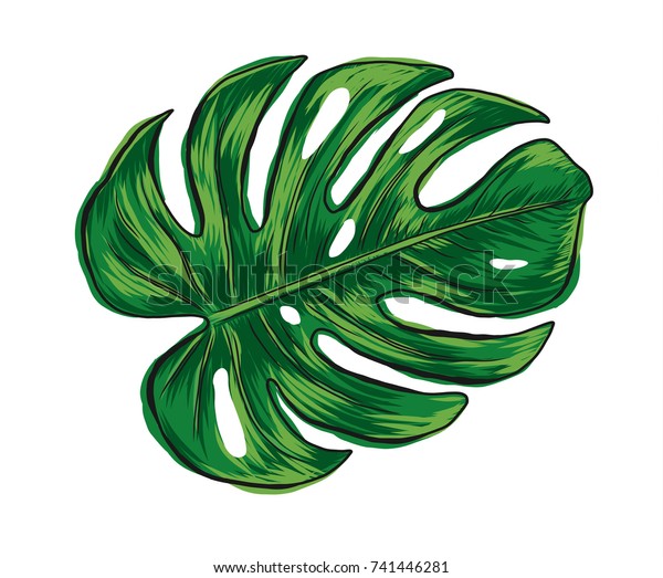 Hand drawn monstera deliciosa tropical leaf isolated on white background.