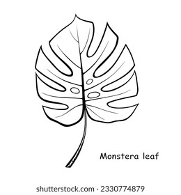 Hand drawn Monstera leaf isolated on white background. Outline drawing of tropical and exotic leaf Monstera. Stylized doodle vector illustration. Graphic design element for decoration