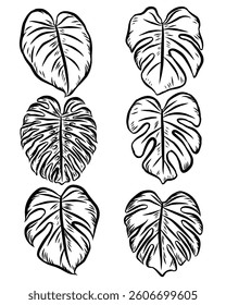 Hand drawn monstera leaf outline illustration