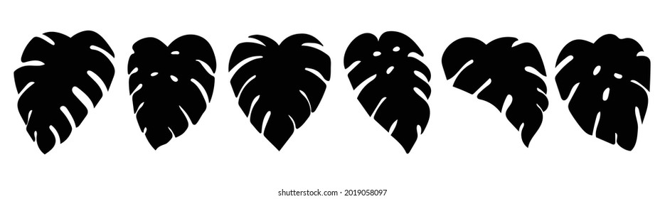 Hand drawn monstera leafs isolated cut out on white background. Vector illustration for cards, stickers, web design.