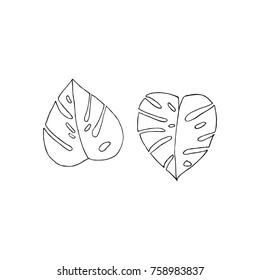 Hand drawn monstera leaves. Monochrome tropical plants vector illustration. Isolated on white. Sketch 