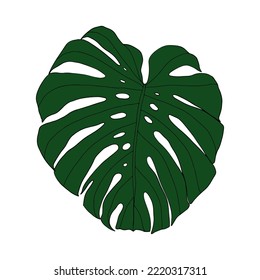Hand drawn monstera tropical leaves, greenery design element Monstera leaves, jungle.