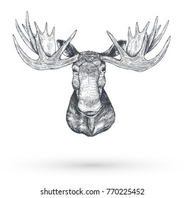 Hand drawn Moose head, Vector