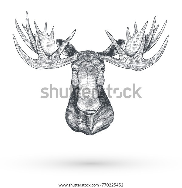 Hand Drawn Moose Head Vector Stock Vector (Royalty Free) 770225452